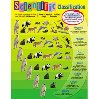 Scientific Classification Science Trend Poster Chart New