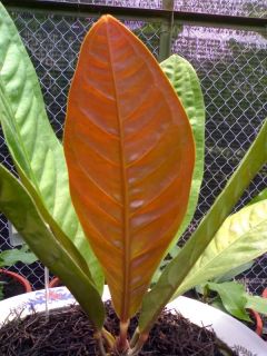   ~ Anthurium SPECTACULAR Patent Leather Leaves Collectors LIVE PLANT