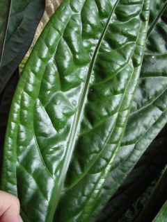  ~ Anthurium SPECTACULAR Patent Leather Leaves Collectors LIVE PLANT