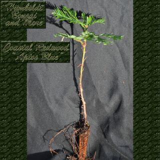 Live Coastal Redwood Trees   Aptos Blue Hybrid   bonsai,plants 