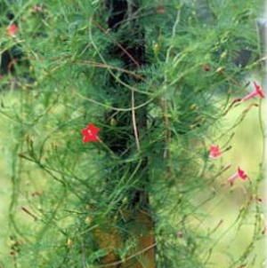 Cypress Vine   Beautiful Red Flowers   3 Plants