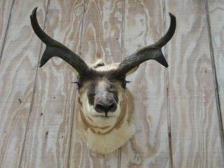 Freak Pronghorn Antelope Taxidermy Real Horn Skull
