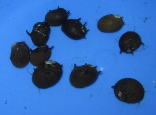Black Thorn Nerite Snails for Freshwater Plant Aquarium