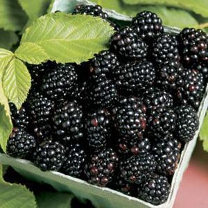 Blackberry Plants Thornless Organic 2 Arapaho ORDER NOW for FALL