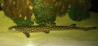 MARBLED CAT SHARK LIVE SALTWATER FISH Approx. 19 long eating well and 