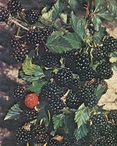 Very hardy Thornless blackberries that have withstood  25 degrees 