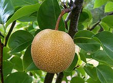 Asian Pear Tree Seeds 10 Seeds Delicious Pears Grow for Flavor or 