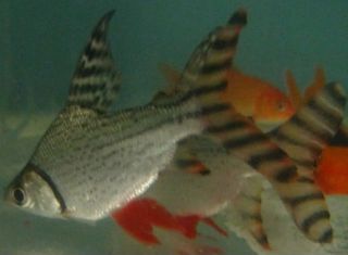   Redfin Prochilodus Live Fresh Water Tropical Fish for Aquarium