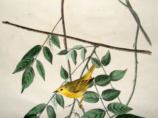 Audubon Havell C1830 Folio Hand Col Bird Print. Blue Eyed Yellow 