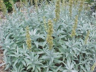 200 Wormwood Prairie Sage Artemisia Flower Herb Seeds