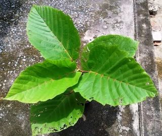 Hathikana Plant Leea Macrophylla Huge Leaf 1 Plant