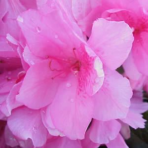 Azalea Pink Ruffles Evergreen Spring Flowering Plant