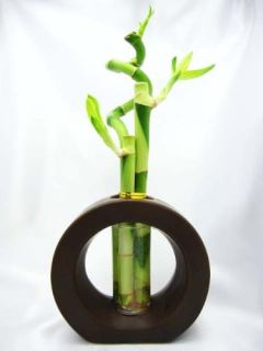 Live Spiral 3 Style Lucky Bamboo Plant Arrange w Ceramic Vase Brown 