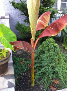 musa siam RUBY banana tree 5 feet great red color plant By your 