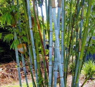 Blue Bamboo Seed TROPICAL PLANT Rare Ornamental Grass GARDEN UNIQUE 