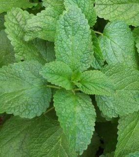 Lemon Balm Tea can be used to fight insomnia and sleeping 