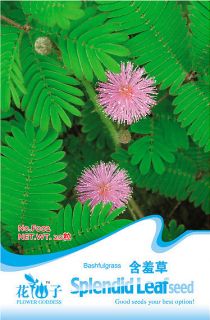 pack 30 seeds foliage mimosa pudica sensitive f002 from china time 