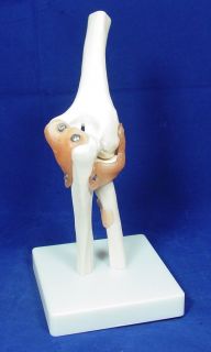 functional elbow joint model human skeleton anatomical from canada 