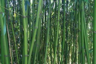 Phyllostachys Rubicunda 250 Fresh Seeds Hardy Bamboo