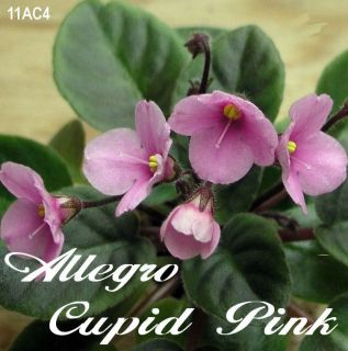 African Violet Plant Allegro Cupid Pink multiple plants in pot Semi N4