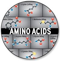 Loaded with amino acids  the building blocks of muscle tissue.
