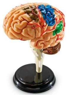 Learning Resources Human Brain Anatomy Model NEW FREE SHIPPING