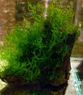   Taxiphyllum SP Very RARE Beautiful USA Moss Live Aquarium Plant