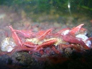 40 RED CHERRY SHRIMP FRESHWATER AQUARIUM LIVE FISH PLANTED TANK LARGE 
