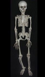 foot Life Size Skeleton Halloween Prop Bargain Basement Barney 