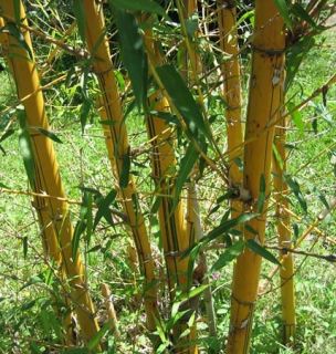   Golden Hawaiian Bambusa Vulgaris Vittata Bamboo Potted Plant *Clumping