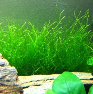   Freshwater Aquatic Live Plant from USA Taxiphyllum Barbieri