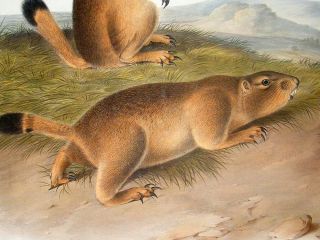 Audubon Quads Folio 1846 Praire Dog Marmot Squirrel 99 Hand Col 1st 
