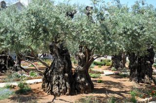 25 Organic Whole Seeds of Olive Olea Europaea from Jerusalem Israel 