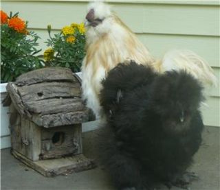 Pure Bred Dutch Paint Silkie Hatching Eggs Very RARE