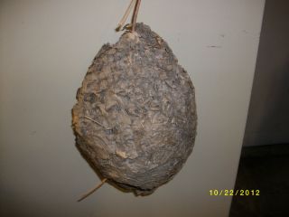 Wasp nest paper wasps nest with branch stick Bees educational study 