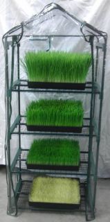   Wheatgrass and Sprouts Growing Pack Green House Kit 15 lbs Seed