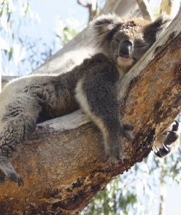 Australia 2012 Koala Bear Gilded $1 Pure Silver Dollar 24 Karat Gold 
