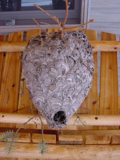 Nice Bee Hive Wasp Hornet Nest Large 19 x 42 RARE Found in Huge Pine 