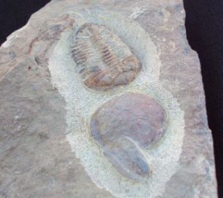 Genuine Grade A Ormathops Bivalve Fossil Trilobite Morocco All Natural 