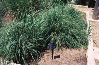  Big Bluestem Ornamental Grass Perennial Andropogon Gerardii Prairie 