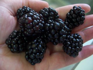 New Worlds Largest Blackberry Fruit 25 Seeds RARE