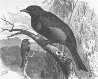 Birds Banded Cotinga Antique Print 1894