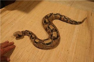 New XXL Gaboon Viper Snake Replica Mount 36 Inches
