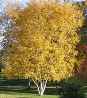 Three Whitespire Birch Trees Fast Growing