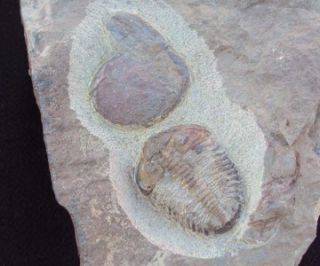 Genuine Grade A Ormathops Bivalve Fossil Trilobite Morocco All Natural 