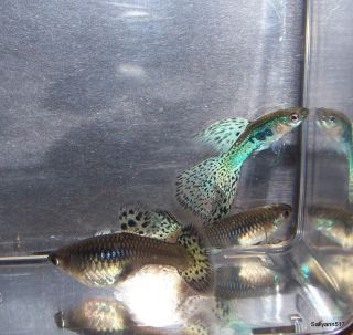 Bluegrass HTD High Top Dorsal Live Fancy Guppies Tropical Fish 1 Young 