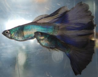 LIVE ~ Tropical Fish ~ High Dorsal Fin ~ PURPLE Moscow Guppies