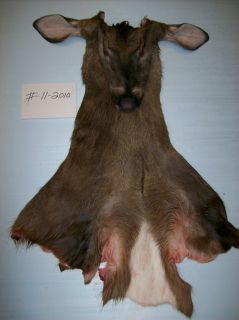 22 Southern Competition DEER TAXIDERMY CAPE antlers hides elk