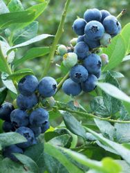 Gulf Coast Blueberry Plant Good for Warm Coastal Areas 1 Gallon Bush 