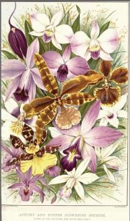 Orchids How to Cultivate Grow Harvest Beautiful Plants